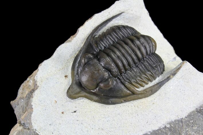 Nice, Diademaproetus Trilobite - Ofaten, Morocco #86743